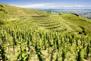 Rhone valley vineyards