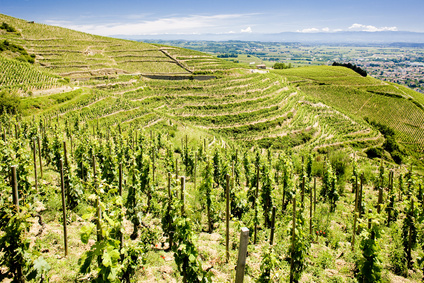 Read more about the article Rhône wines attract buyers from around the world