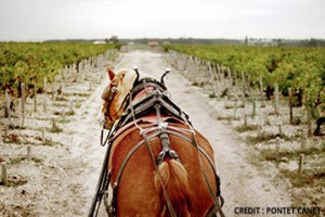 Pontet Canet