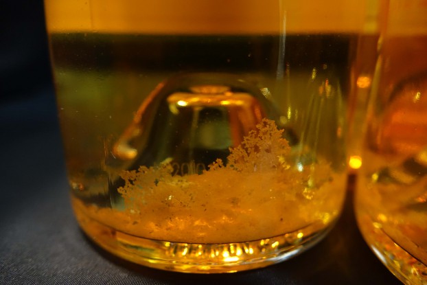Read more about the article Botrytis, wine-making gold