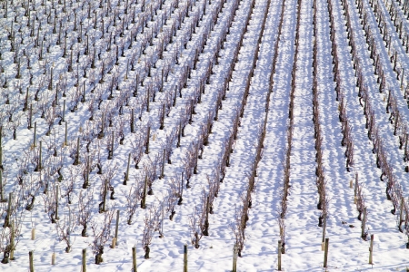 Read more about the article Climate: winegrowers fear the consequence of a mild winter