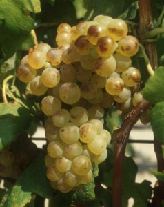 Roussanne