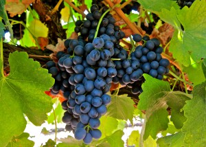 Read more about the article The history of grape varieties – Episode 4: Northern Rhône