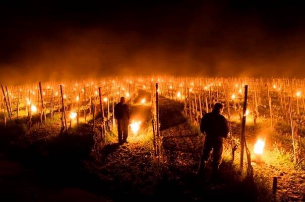 Read more about the article Spring frosts: Loire and Burgundy hit hard