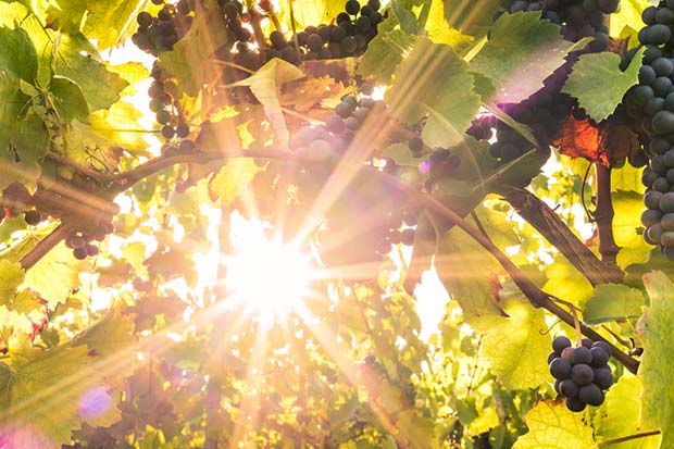 Sun shining through a leafy vine growing black grapes