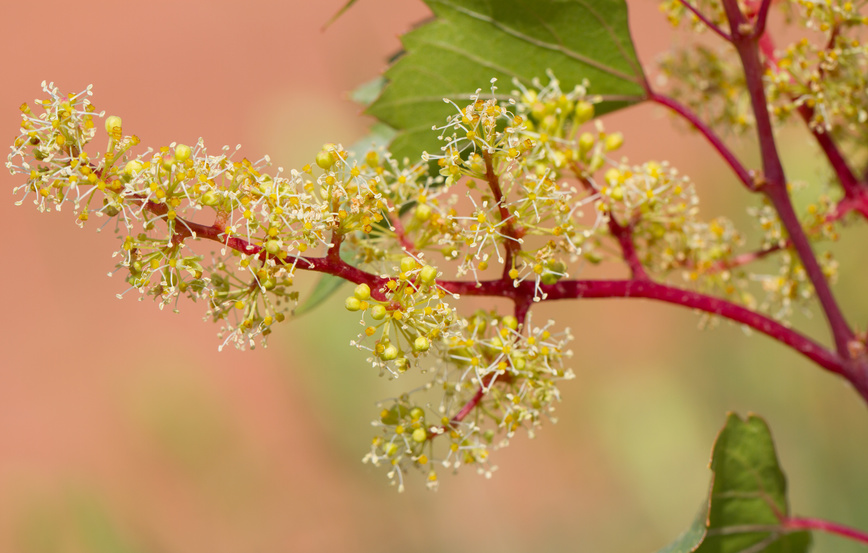 Floraison de la vigne