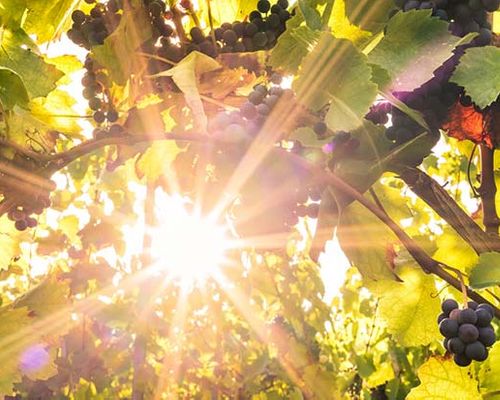 Read more about the article What conditions are needed to produce a great wine? | Part 1