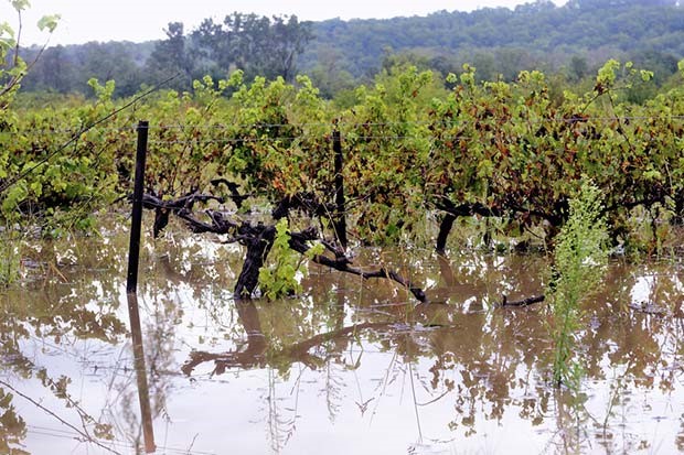 vines in a flooded vineyard