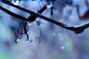 water droplets hanging off vine branches in winter