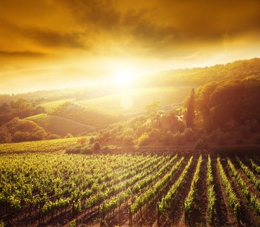 The shun breaking through the clods to shine on a vineyard full of rows of well-kept vines