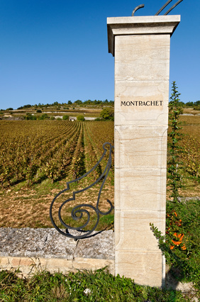 Read more about the article Montrachet 2016… no production?