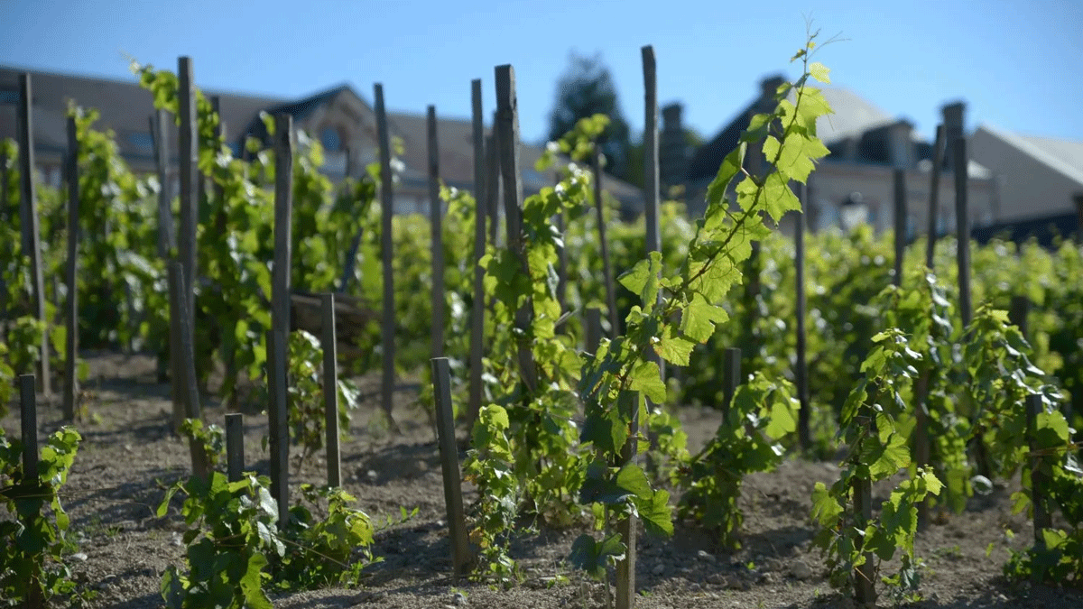 Read more about the article Franc de pied vines: history and impact on the taste