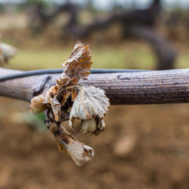 Read more about the article 2017 vintage: French vineyard severely hit by frost