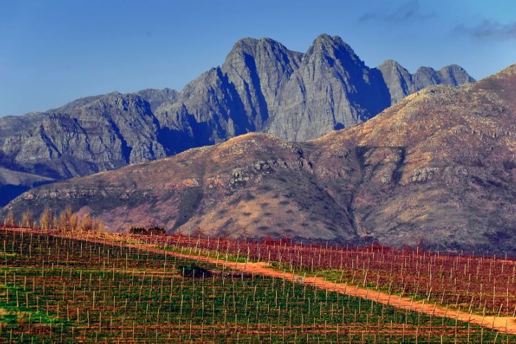 Vineyards of the world: South Africa, Australia, New Zealand