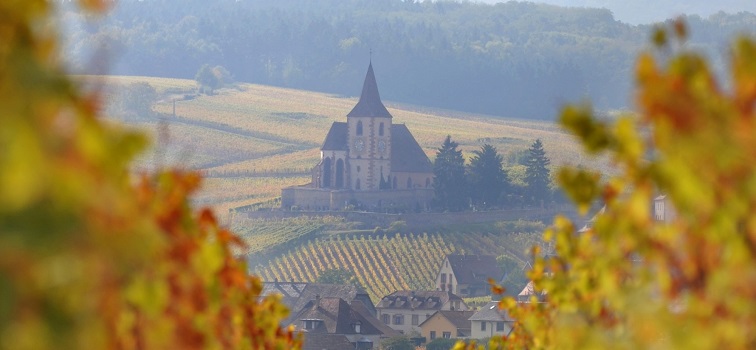 The principle grape varieties of France | Part 2: Alsace