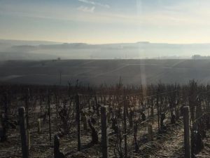 domaine-pinson-vignes-chablis-582x437