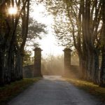 Château Guiraud: a first class Sauternes in more ways than one