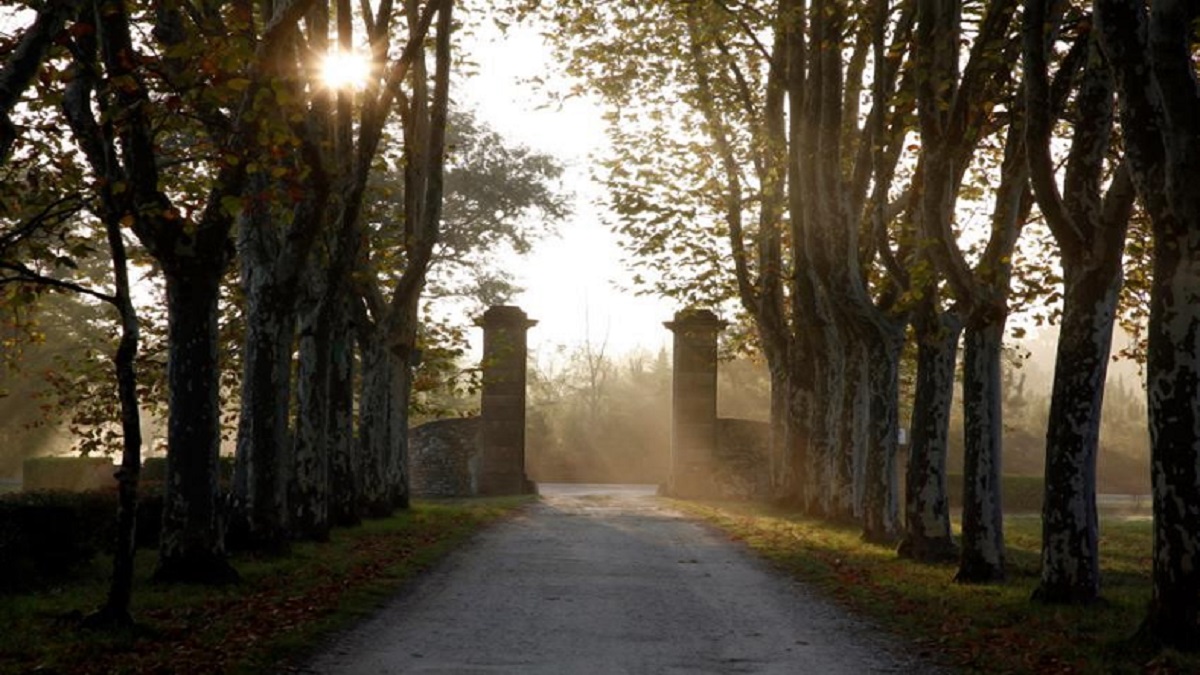 Read more about the article Château Guiraud: a first class Sauternes in more ways than one