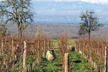 Read more about the article Les Vignes de Paradis, a Savoie domain that goes against the grain