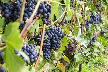 Read more about the article The principle grape varieties of France | Part 1: Bordeaux