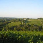 Clos de la Coulée de Serrant: “a fine terroir needs no artifice”