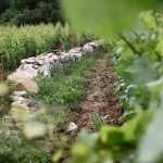 Domaine Etienne Sauzet, the splendour of the Puligny-Montrachet terroir