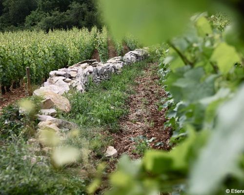 Read more about the article Domaine Etienne Sauzet, the splendour of the Puligny-Montrachet terroir