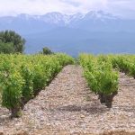 The principle grape varieties of France | Part 3: The South West