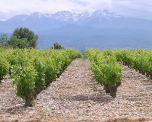 Read more about the article The principle grape varieties of France | Part 3: The South West