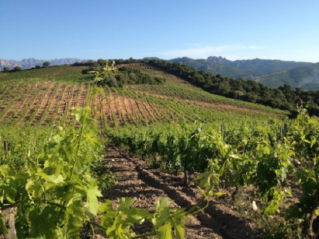 clos canarelli one