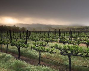 Read more about the article Cover crops: why do some winemakers let grass grow between the vines?