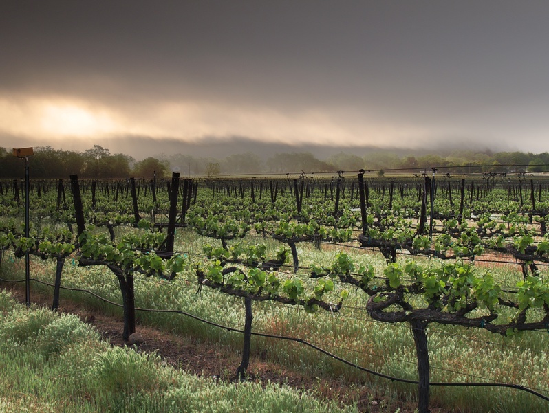 cover crops