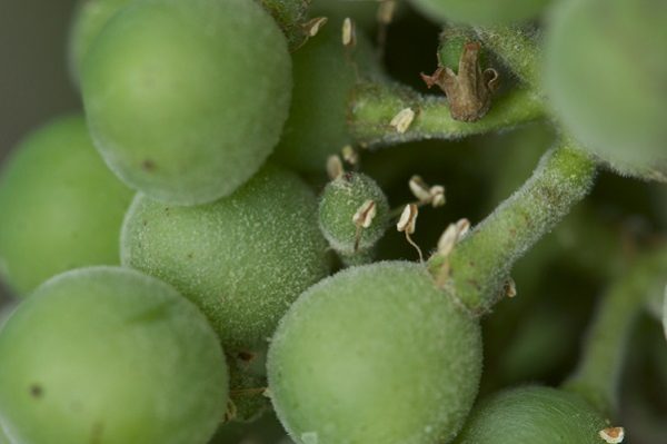 powdery mildew on grapes