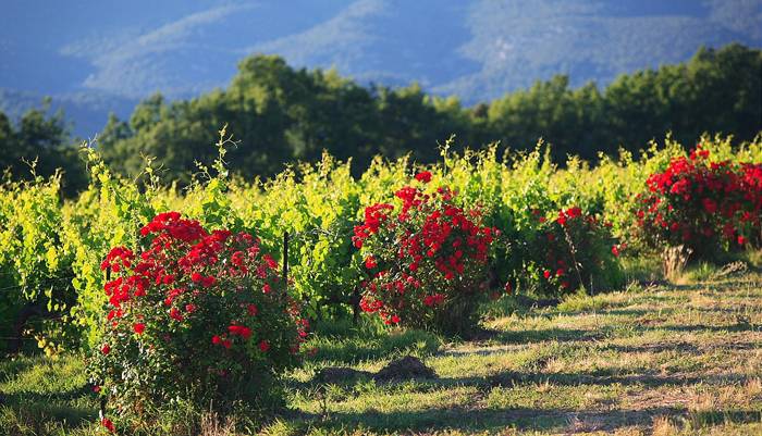 rosebushes vineyard