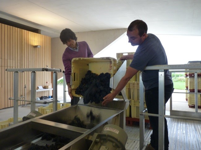 workers at Château Cheval Blanc emptying black grapes that will go on to make red wine