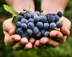 Read more about the article The iDealwine vinification glossary | Part 1: Red wine