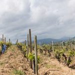 Domaine Marcel Lapierre: the pioneer of natural wines in the Beaujolais