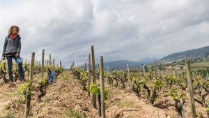 Read more about the article Domaine Marcel Lapierre: the pioneer of natural wines in the Beaujolais