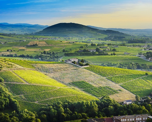 Read more about the article Beaujolais: the top 20 highest-priced bottles at auction (first semester of 2018)