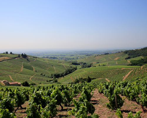 Read more about the article Domain Dominique Piron: the fantastic terroirs of the Beaujolais