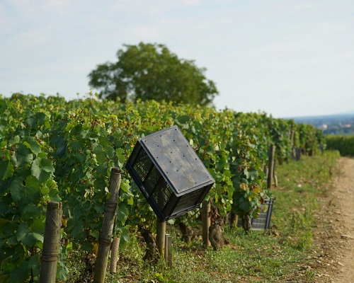 Read more about the article 2018 vintage: a tour de France of this year’s harvest