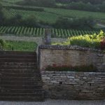 The price of vines in 2018