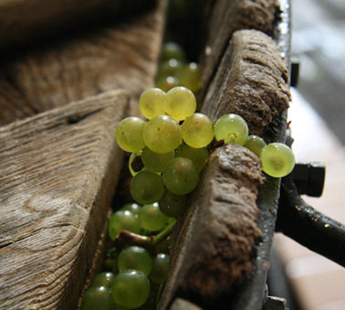 Agrapart grapes caught in a wooden press