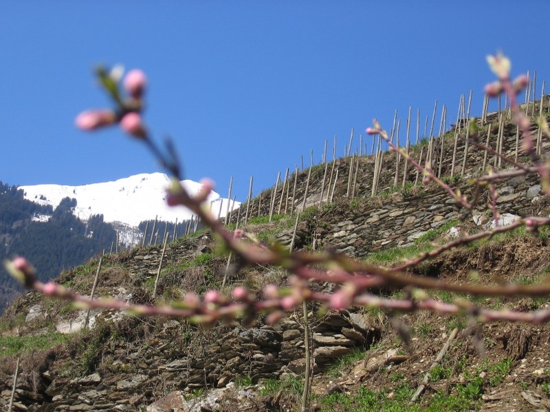 Domaine des Ardoisères