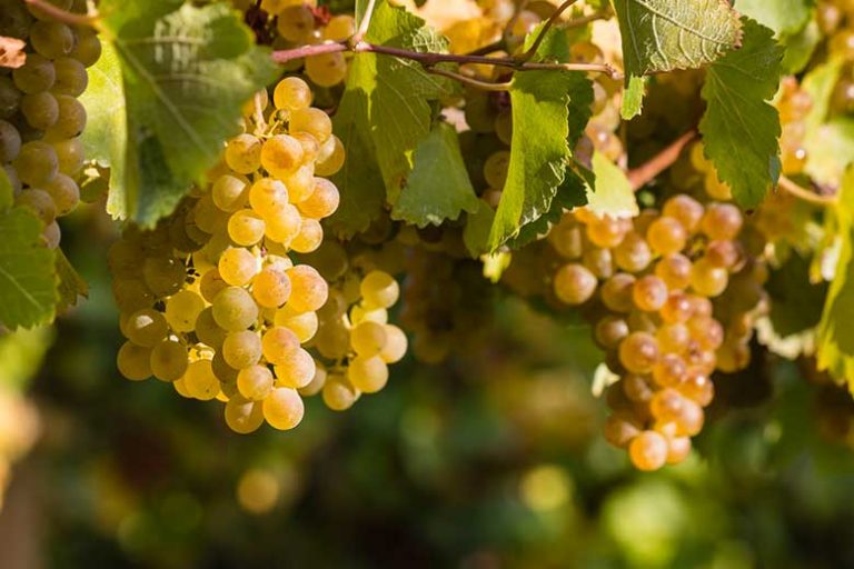 French grapes hanging on the vine
