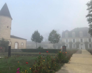 Read more about the article 2018 Vintage: no first wine from Château Guiraud