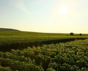 Read more about the article Tasting Champagnes from Domaine R. Pouillon & fils