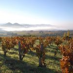 Domaine Gourt de Mautens: rarity, ‘complantation’ and biodynamics, the keys to success