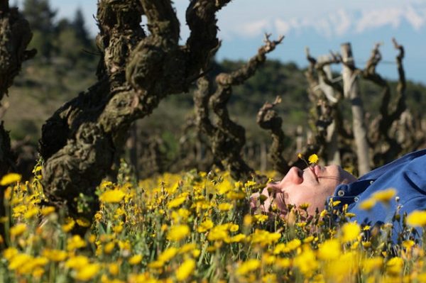 Hervé Bizeul with his vines