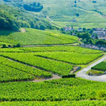 Domaine Nicolas Rossignol | alchemy in the Côte de Beaune